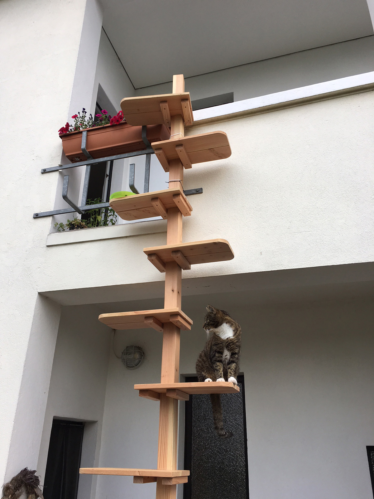 Die MIAUDO Katzentreppe aus Massivholz für Balkon, Hauswand und Co | MIAUDO